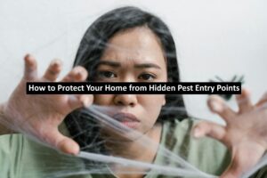 Hidden Pest Entry Points